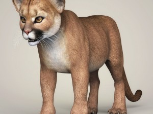 photorealistic cougar cub 3D Model