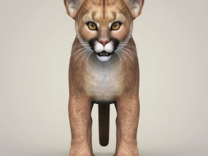 photorealistic cougar cub 3D Модель