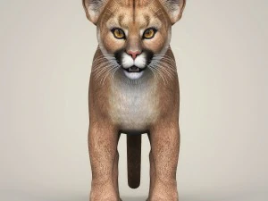 photorealistic cougar cub 3D Model