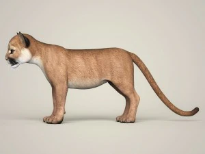 photorealistic cougar cub 3D Model