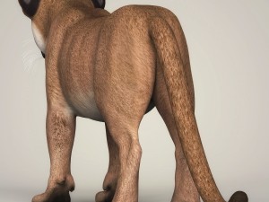 photorealistic cougar cub 3D Модель
