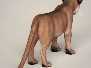 photorealistic cougar cub 3D Модель