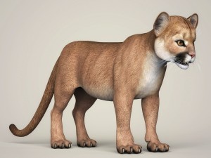 photorealistic cougar cub 3D Модель