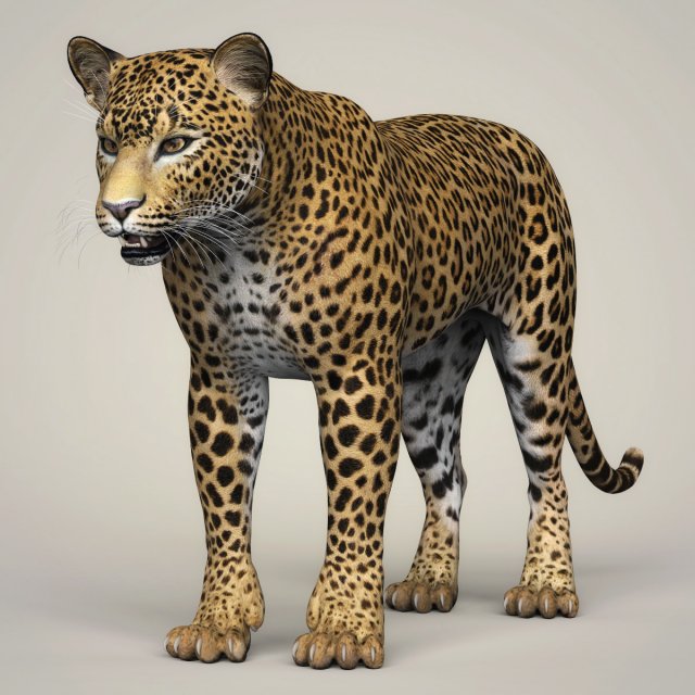 photorealistic wild leopard 3D Модель .c4d .max .obj .3ds .fbx .stl .blend 