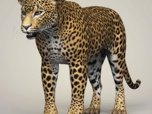 photorealistic wild leopard 3D Model