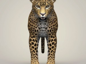 photorealistic wild leopard 3D Модель