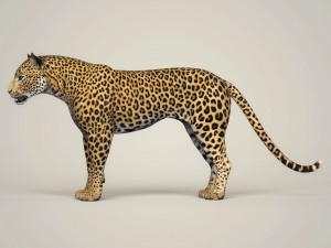 photorealistic wild leopard 3D Модель