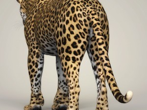 photorealistic wild leopard 3D Модель