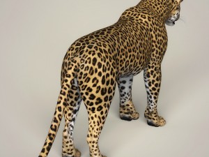 photorealistic wild leopard 3D Модель