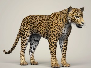 photorealistic wild leopard 3D Модель