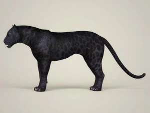 photorealistic wild panther 3D Model