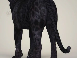 photorealistic wild panther 3D Model