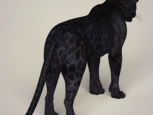 photorealistic wild panther Modello 3D