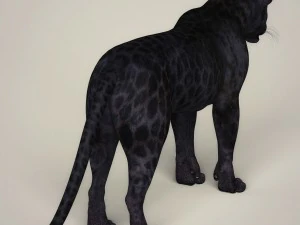 photorealistic wild panther 3D Model