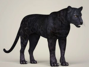 photorealistic wild panther 3D Model