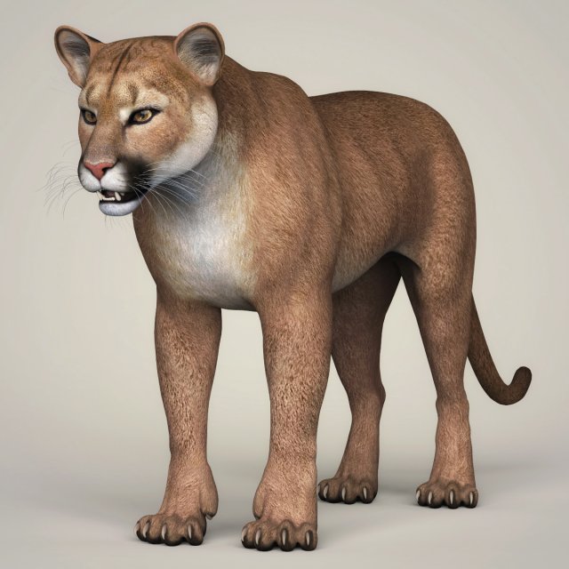 photorealistic wild cougar Modello 3D .c4d .max .obj .3ds .fbx .stl .blend