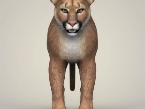 photorealistic wild cougar Modello 3D