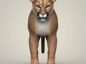 photorealistic wild cougar 3D Model