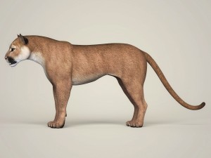 photorealistic wild cougar Modello 3D