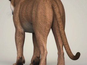 photorealistic wild cougar Modello 3D