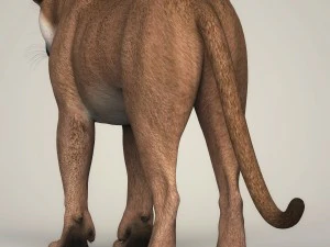 photorealistic wild cougar 3D Model