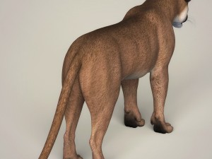 photorealistic wild cougar Modello 3D