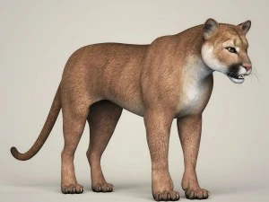 photorealistic wild cougar 3D Model