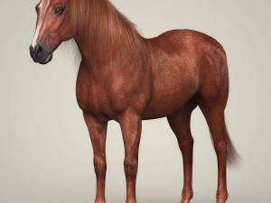 photorealistic brown horse 3D Model