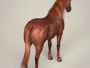 photorealistic brown horse 3D 모델