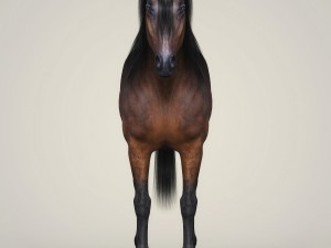photorealistic horse 3D Model