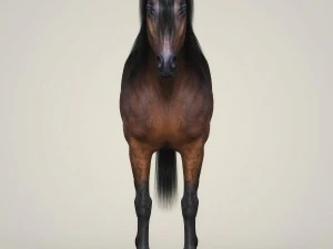 photorealistic horse 3D Model