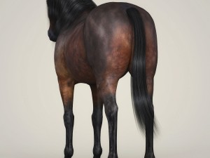 photorealistic horse 3D Model