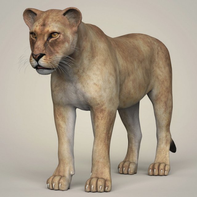 photorealistic wild lioness 3D Model .c4d .max .obj .3ds .fbx .stl .blend 