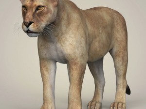 photorealistic wild lioness 3D Model