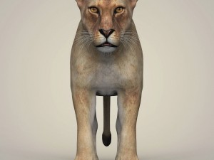 photorealistic wild lioness 3D Model
