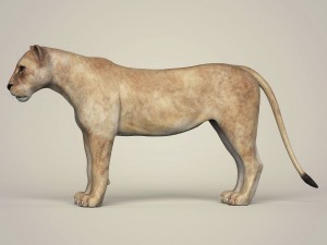 photorealistic wild lioness 3D Model