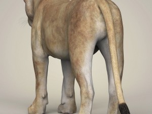 photorealistic wild lioness 3D Model