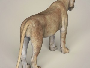 photorealistic wild lioness 3D Model