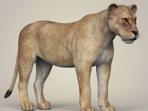 photorealistic wild lioness 3D Model