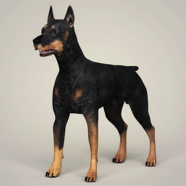 realistic doberman dog 3D Model .c4d .max .obj .3ds .fbx .stl .blend 
