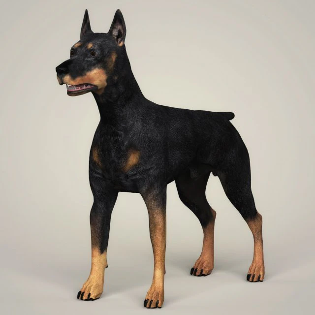 realistic doberman dog 3D Model .c4d .max .obj .3ds .fbx .stl .blend