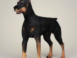 realistic doberman dog 3Dモデル