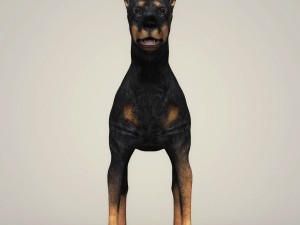 realistic doberman dog 3D Model