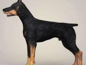realistic doberman dog 3D Model