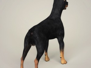 realistic doberman dog 3D Model