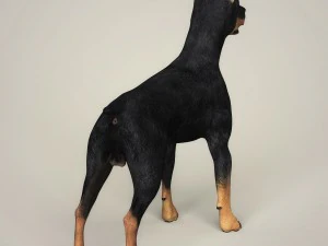 realistic doberman dog 3D Model