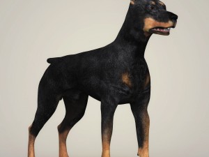 realistic doberman dog 3D Model