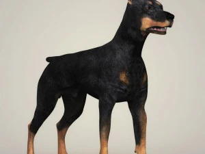 realistic doberman dog 3D Model