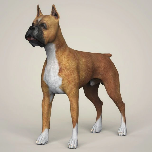 realistic boxer dog 3D Model .c4d .max .obj .3ds .fbx .stl .blend 