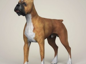 realistic boxer dog 3D Model